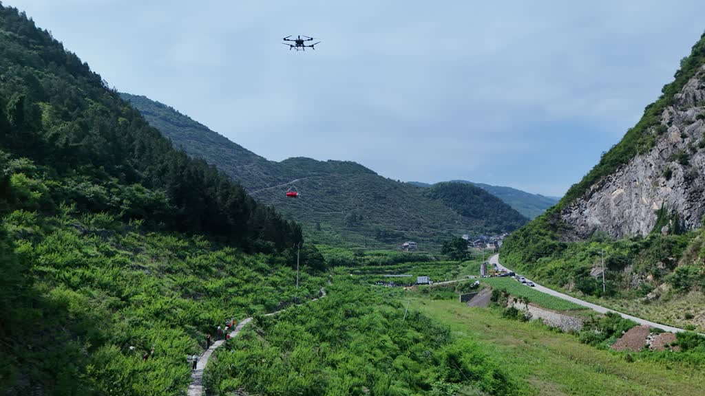 酸李子也不愁销？古蔺青脆李“飞”出大山(图4)