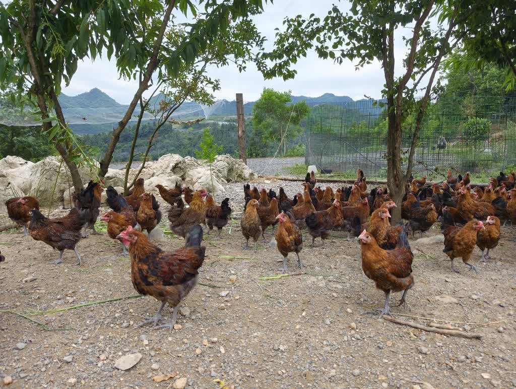 古蔺:一鸡多变!白泥全鸡宴邀你上桌(图1) 古蔺:一鸡多变!白泥全鸡宴邀你上桌(图1)