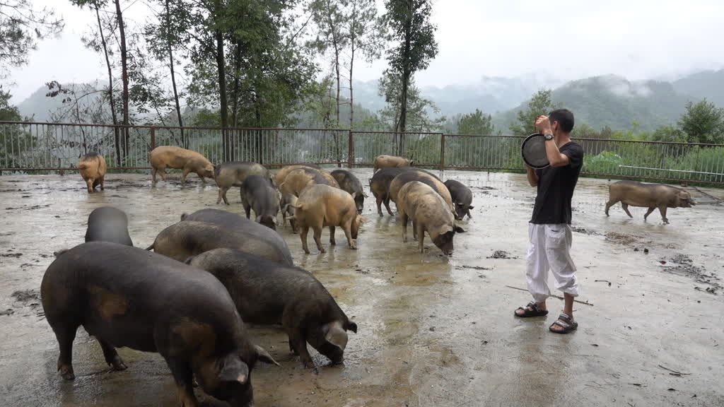 古蔺“跑山猪”成“网红” 网友催促：上链接！