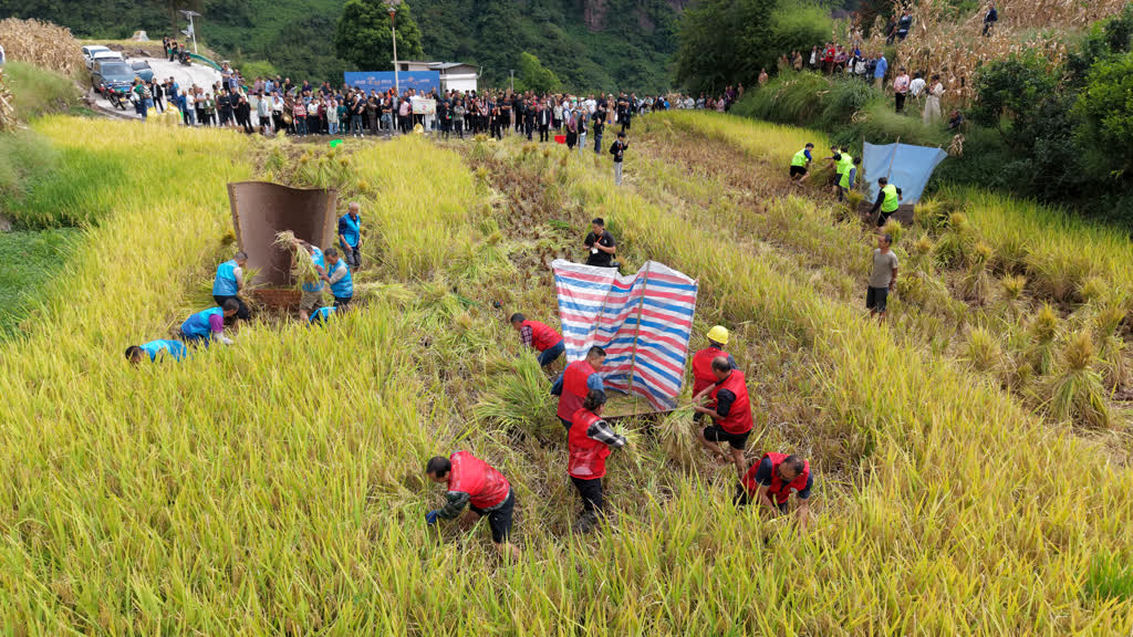 古蔺:乌蒙梯田庆丰年 产业铺就富民路(图7) 古蔺:乌蒙梯田庆丰年 产业铺就富民路(图7)